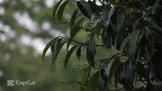 8 Hours of Rain Sound Relaxation / Ultimate Stress Relief, Deep Sleep.