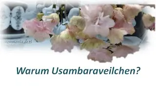 African-Violet Power Point Präsentation Usambaraveilchen Saintpaulia