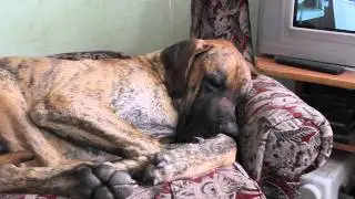 Хозяйка двора