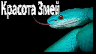 Красота змей