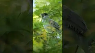 The Blackcap's fluting song - aka the Northern Nightingale