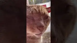 #cat #catlover