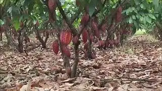 COCOA: THE HIGHLY PRODUCTIVE CCN51 COCOA