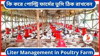 Liter Management in Poultry Farm | Agriculture Tour