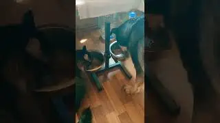Комплексный подход))) #приветиздома #собака #добро #кот