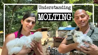 Why do chickens Molt? What is Molting?
