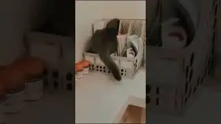 Кот залез в органайзер #Tik Tok #Shorts #Тик Ток #ПриколКоты #Catstiktok