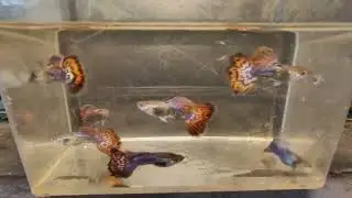 jovens red mosaicos