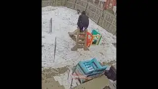 Guy falls off slide as dogs jump on him