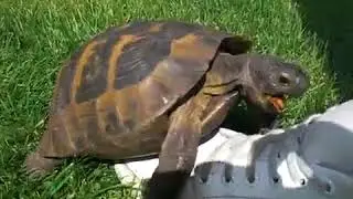 Первый секс черепашки  Прикол