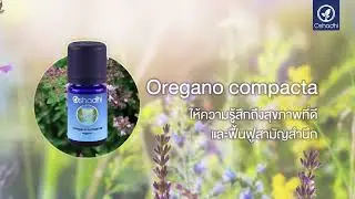 Oregano