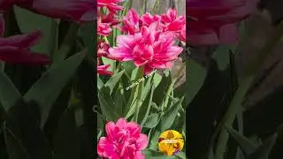 Тюльпан "Колумбус" - очень похож на пион.