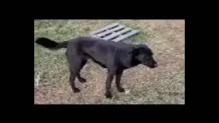 Skol for adoption