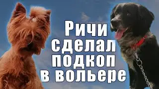 Ричи в первые ночивал в вольере и разнес его😬Больная курица умерла. Подарили двух молодых курочек.