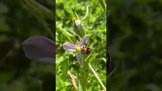 Have you ever seen a bee orchid? 🐝🌸 #orchids #ukwildflowers #pseudocopulation #pollination
