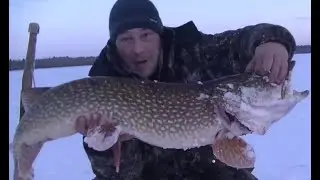 Вот Это Щука! Огромная Щука! Настоящий Трофей!  