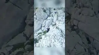 Медведь против медведицы. Трагический конец.