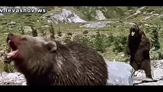 Медвежонок и пума. Медведица спасла медвежонка. Очень трогательно до слёз.