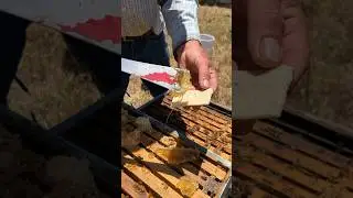 Putting Honeycomb On Cheese! 🧀🍯 #shorts