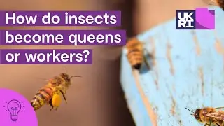 How do #insects become queens or workers? | Assigning roles and social #evolution