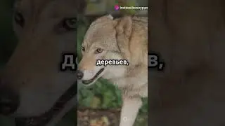 #охота #hunting #subscribe #motivation