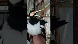 jalak suren jinak gacor dor