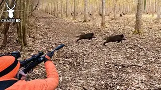 CHASSE AUX SANGLIERS & CERFS EN BATTUE : UN WEEK-END INCROYABLE !