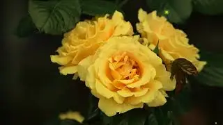 Желтые розы
