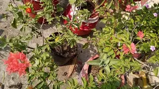My Simple Garden is live!