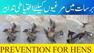 Preventions of different age chicks in rainy weather || Caring Chickens in Rainy Weather