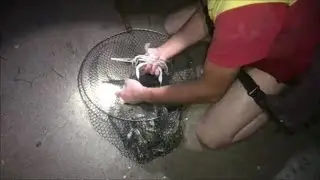 ψαρεύοντας τα μπλε καβούρια με απόχη