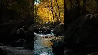 #riverview #meditationmusic #nature #pexels
