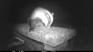 Two badgers roaming the garden at the same time