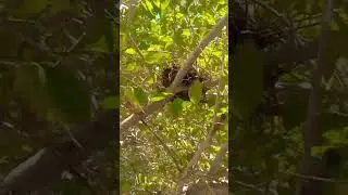 Кто же обитает там??? Ваши догадки🤔