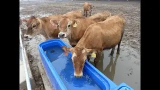 Водопоение КРС