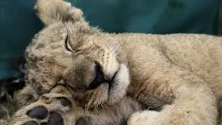 Russian Scientists Will Bring 50,000 Yr Old Lion Cub BACK TO LIFE