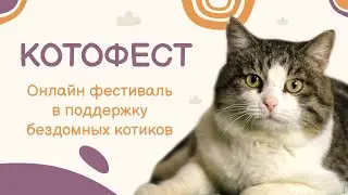 Фестиваль КОТОФЕСТ 2021 Online
