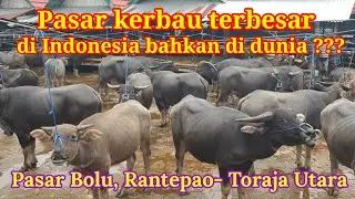Pasar Kerbau  terbesar di Indobesia, dgn kapasitas lebih dari 1000 ekor