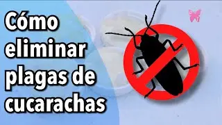 Cómo eliminar cucarachas en casa