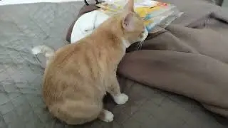 Влог/ Огород / Кот 😺