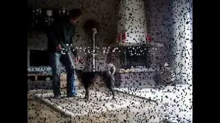 Trickdog mit Batida