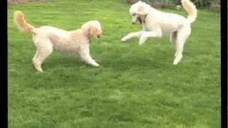 Two Goldendoodle Dogs Playing