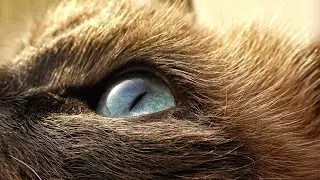 Cat Staring at Something for a  Long Time