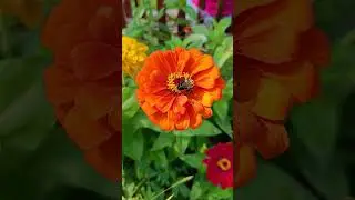 СЧАСТЬЯ ВАМ #жизньпрекрасна #люблюжизнь #сша #влог #природамать