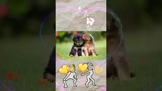 CUTE DOGS -  NHỮNG CHÚ CHÓ DỄ THƯƠNG  #convat #abocotv #animal #viral #viralvideo