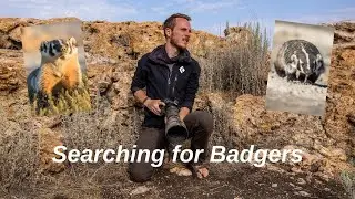 PHOTOGRAPHING BADGERS. How I look for these elusive animals, INTERESTING BADGER BEHAVIOR.