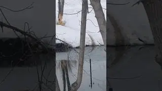 Бобёр рубит два дерева 🪵