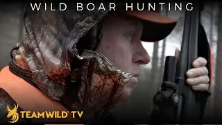 Hunting Driven Wild Boar in Germany