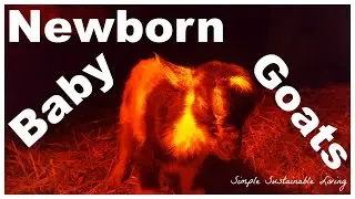 First Birth on the Farm  *WARNING* Live Animal Birth