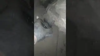 Развалились подшипники в раздатке